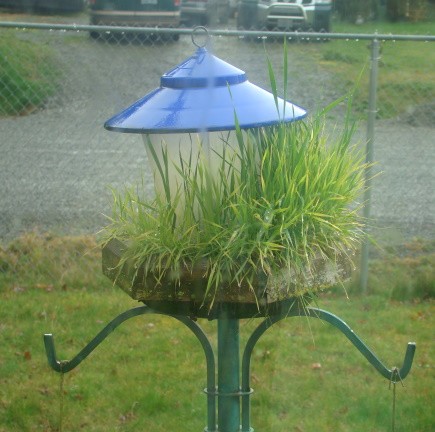Red Neck Bird Feeder