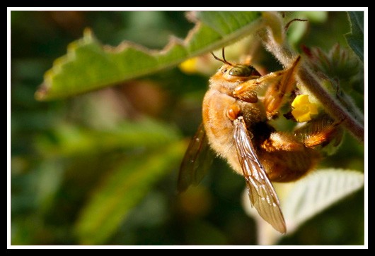 Hawaiian Bee
