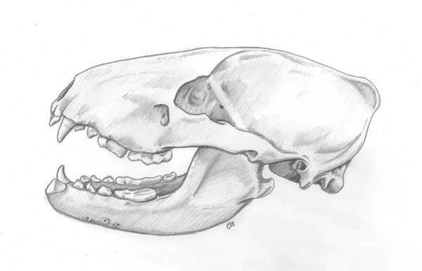 Badger Skull