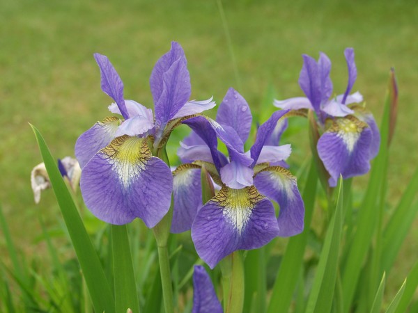 Iris 2