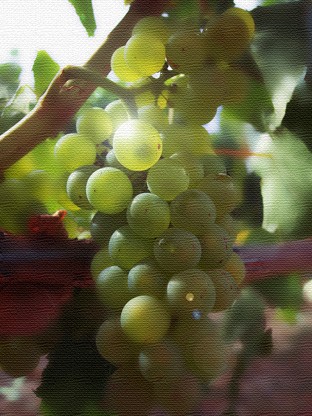 SB-WINE-GRAPES