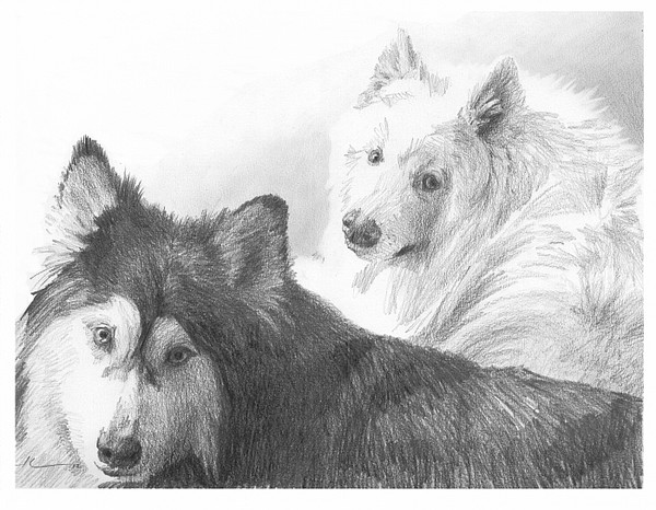 malamutes pencil portrait