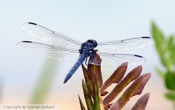Blue Dragonfly