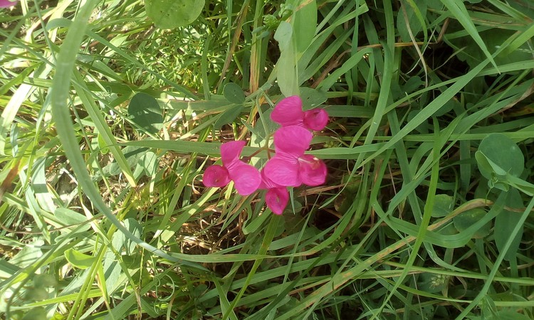 Wild flower in grass
