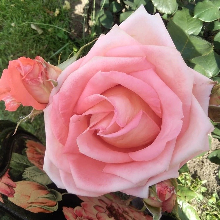 Pink rose