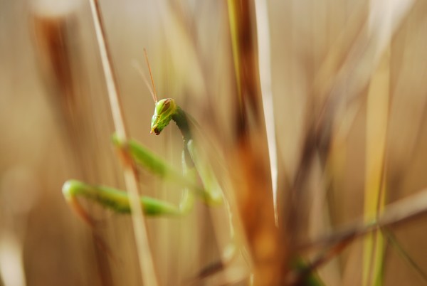 Mantis