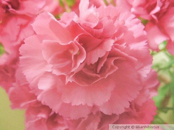 Carnation