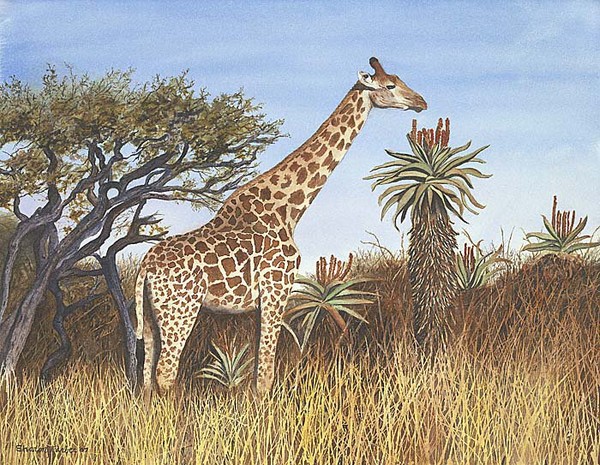 Giraffe