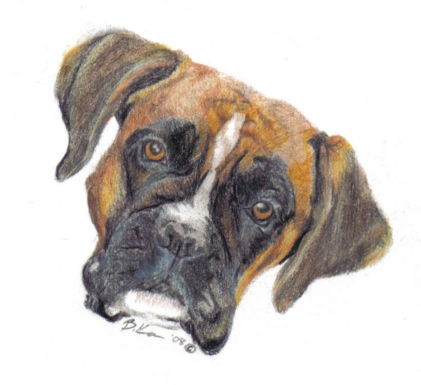 boxer