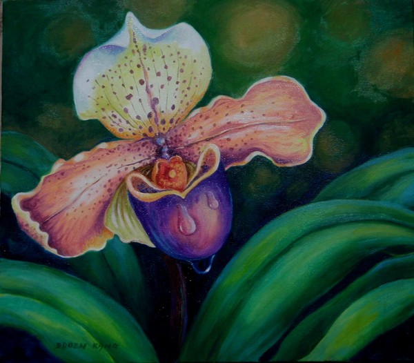 Orchid Lycaste Aquila