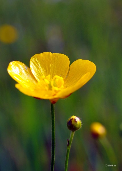 Buttercups in the Summer Sun