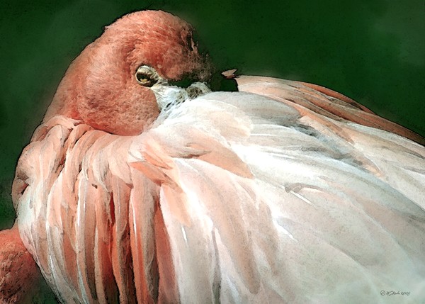 Flamingo at rest