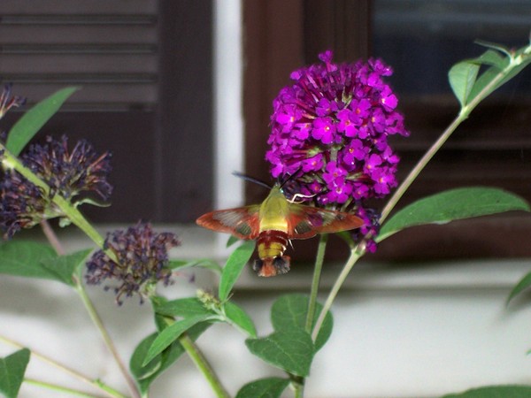 hummingbird moth