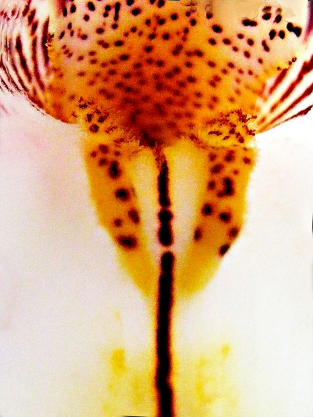 Enter the Orchid