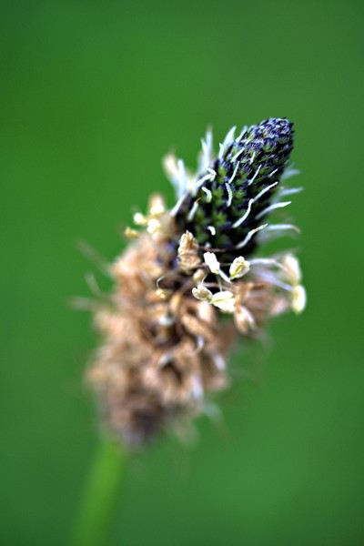 New Zealand Weed