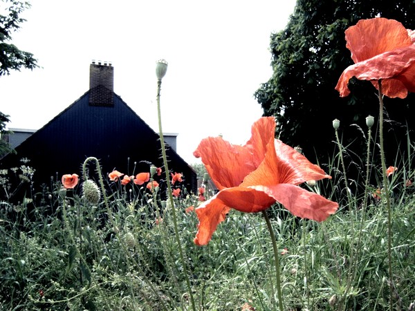 Poppy #7