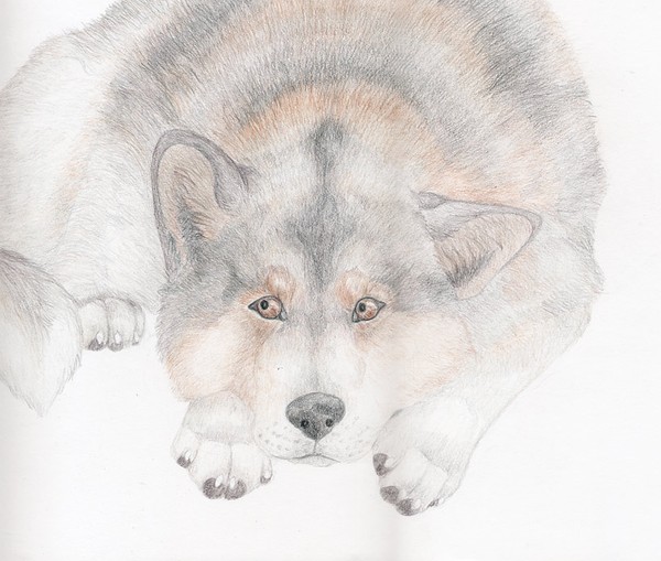 Alaskan Malamute