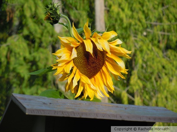 sunnyface