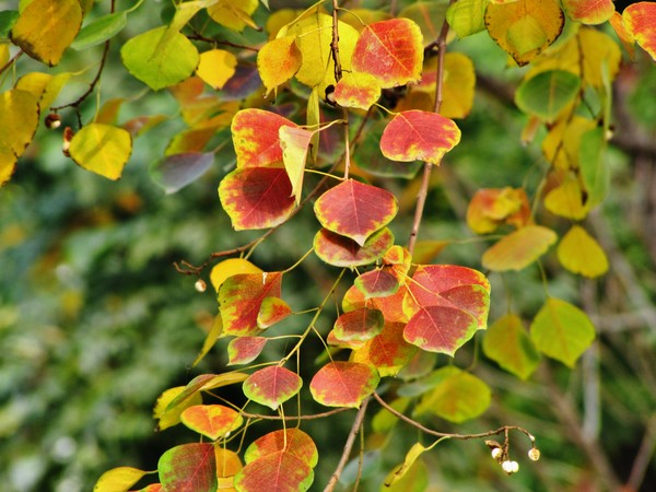 beautiful china autumn