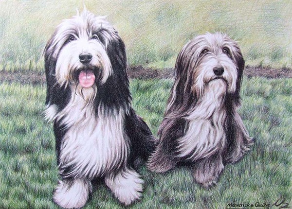 Bearded Collies