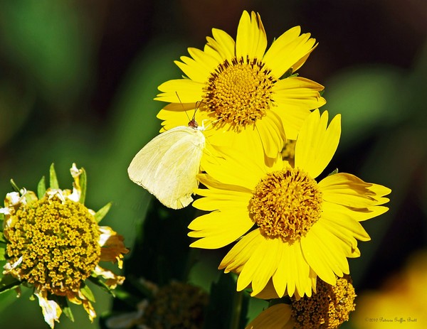 Nectar Seeker- fine art photograph