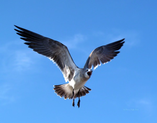 Solo Flight