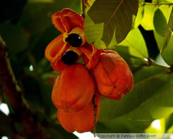 Akee