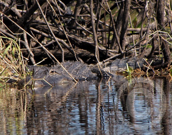 Gator Watch!