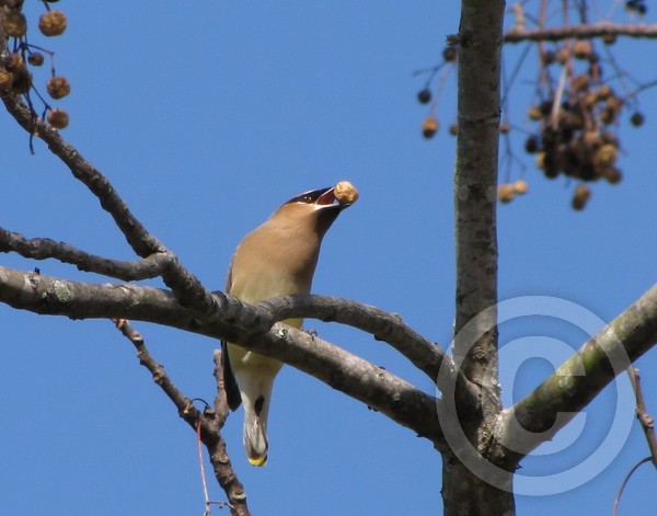 Cedar Waxwing 2