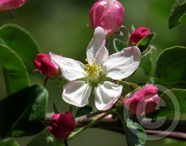 Apple Blossom Beauty!