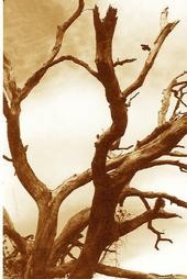 Dead Tree #2