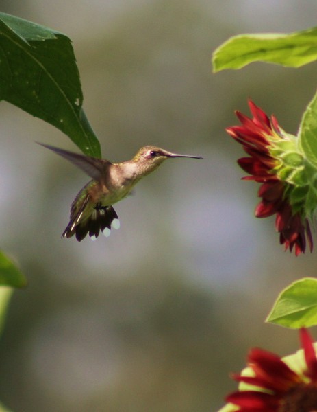 Hummer32