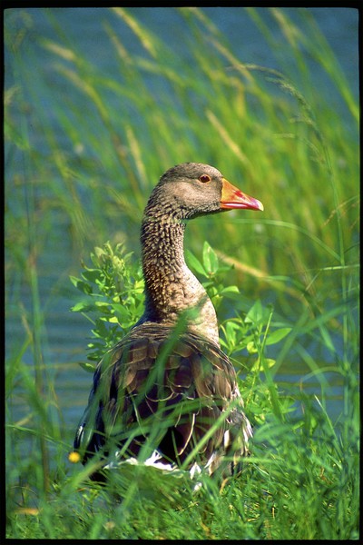 YOUNG GOOSE