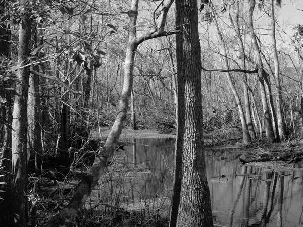 Beauty of the swamp.