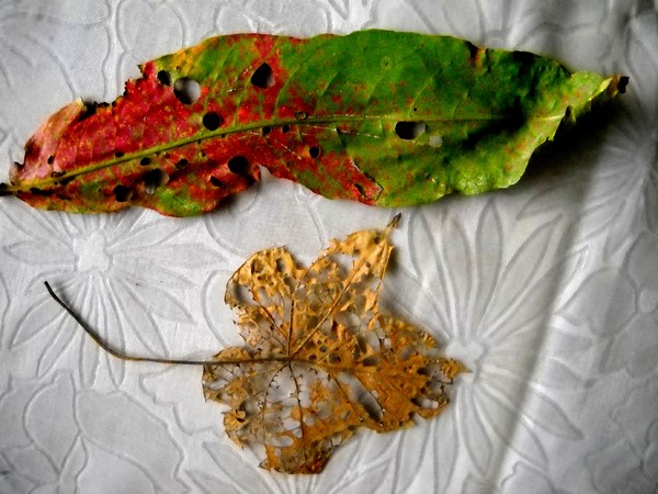 Leaves-life in last days