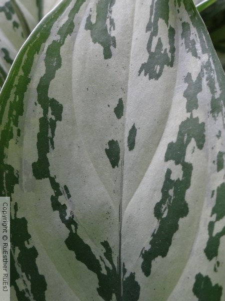 A Face on a Leave