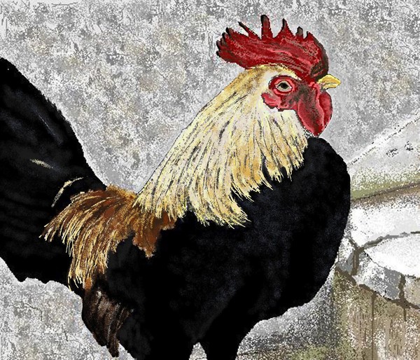 Faverolle Rooster