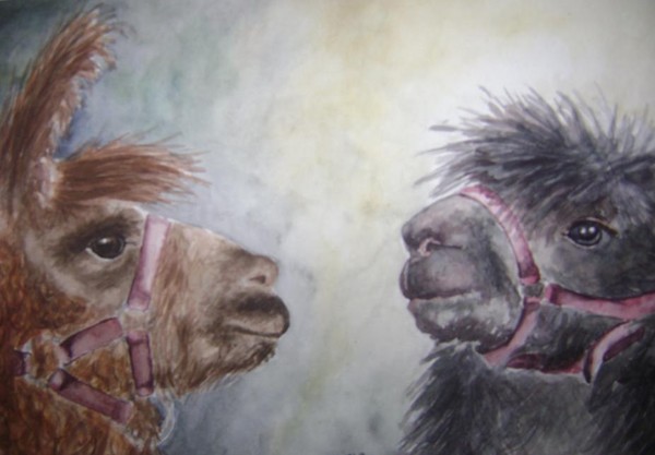 Llamas