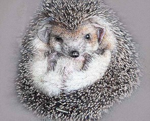 Sleepy hedgehog
