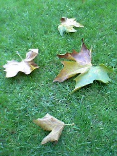 autumn_leaves