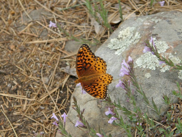 Butterfly