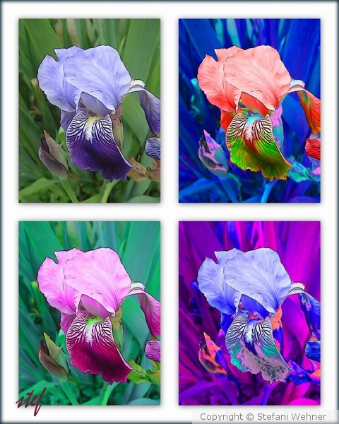 united colors of IRIS