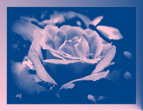 a rose for Beth