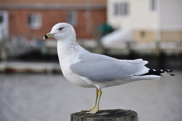 standing
