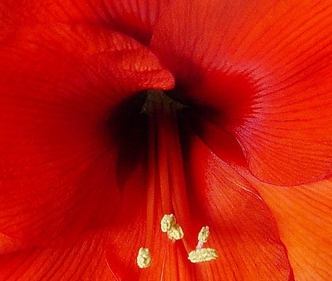Red Beauty
