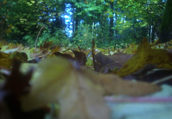 The Fall