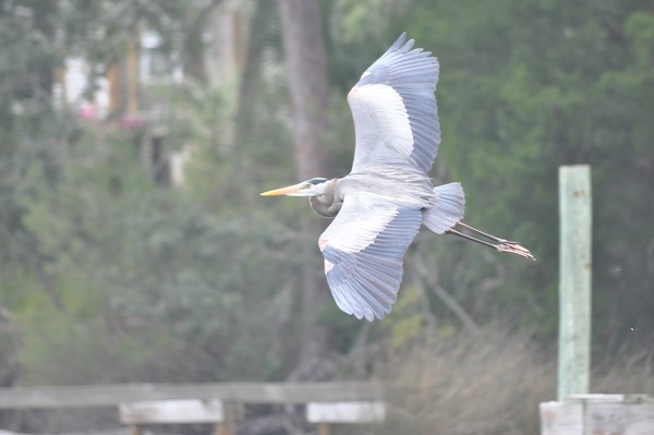 Blue Heron