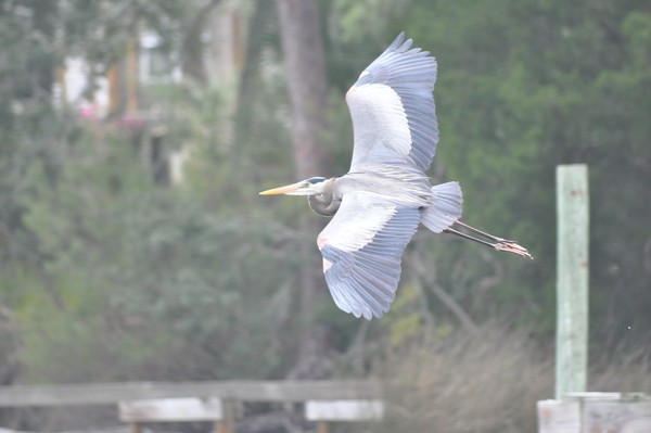 Blue Heron