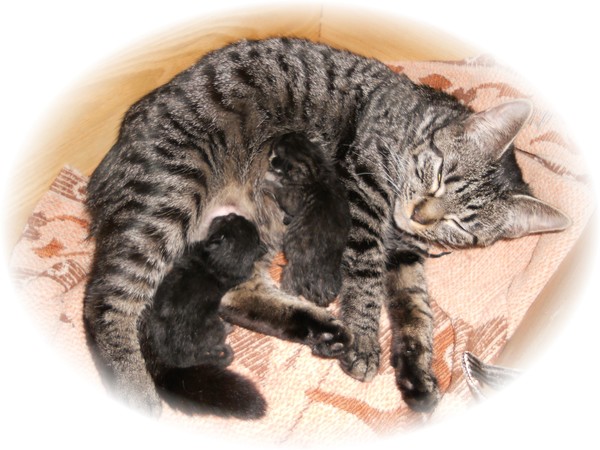 mother and 2 week old babies