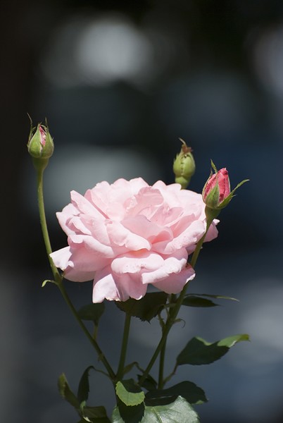 Like a rose